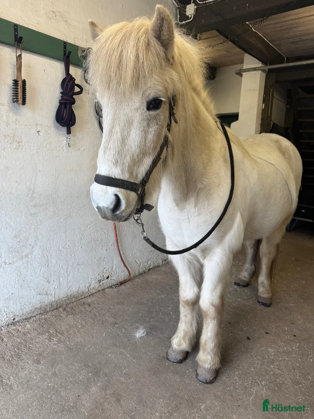 Island hästar till salu: Jättefin valack - Annons 2