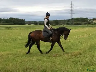 medryttarhäst sökes: Erfaren ryttare söker medryttarhäst - Annons 6