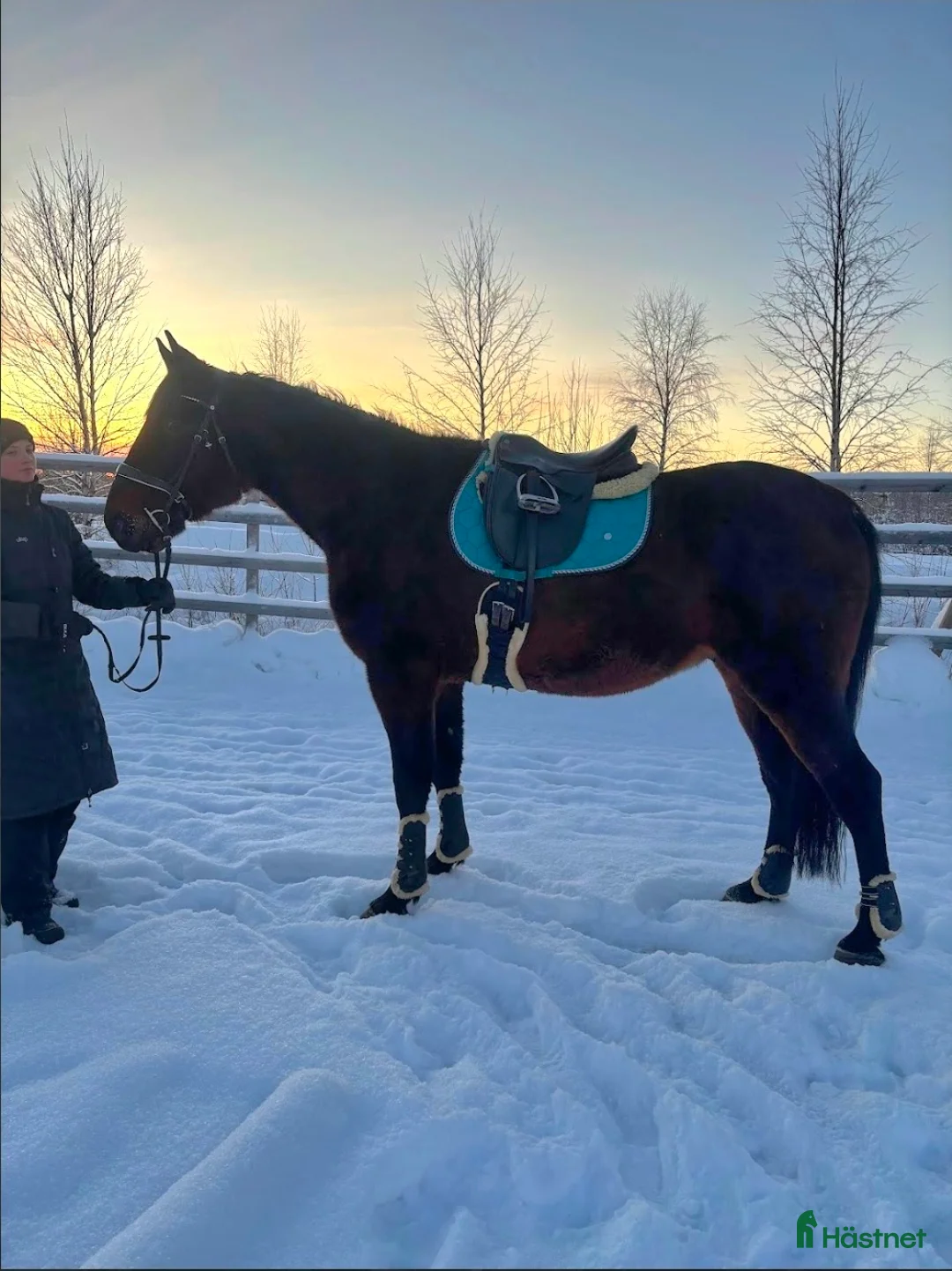 Övrigt hästar till salu: ☆ Sox ☆ i Lycksele - Annons 4