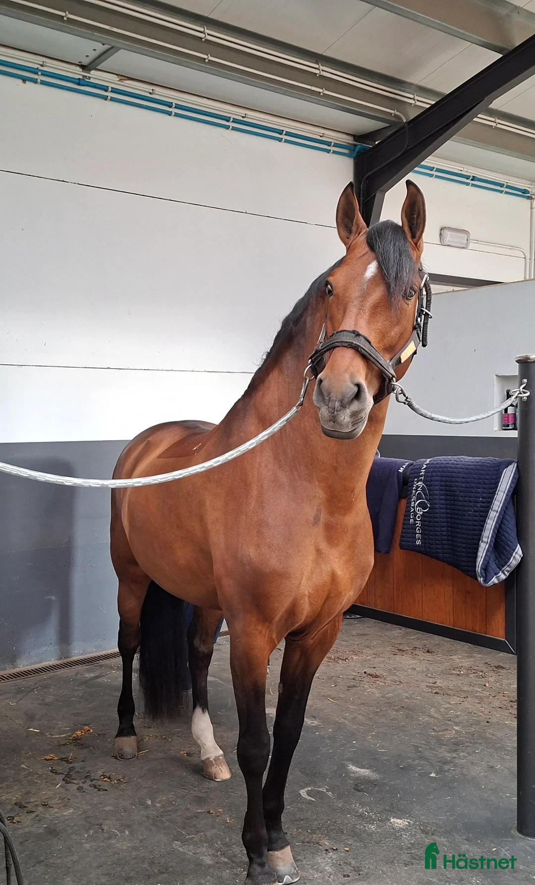 Dressyr hästar till salu: 9 årig CDE - Annons 7