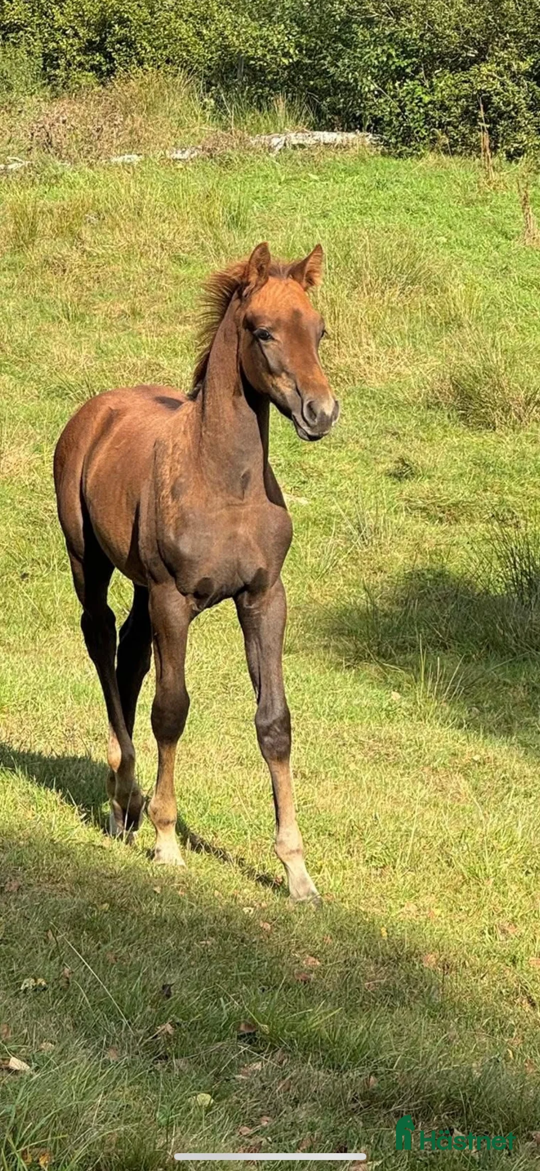 Hoppning hästar till salu: Hingst E: Corporal- Point Break  - Annons 1