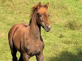 hästar Hingst E: Corporal- Point Break - Annons 10