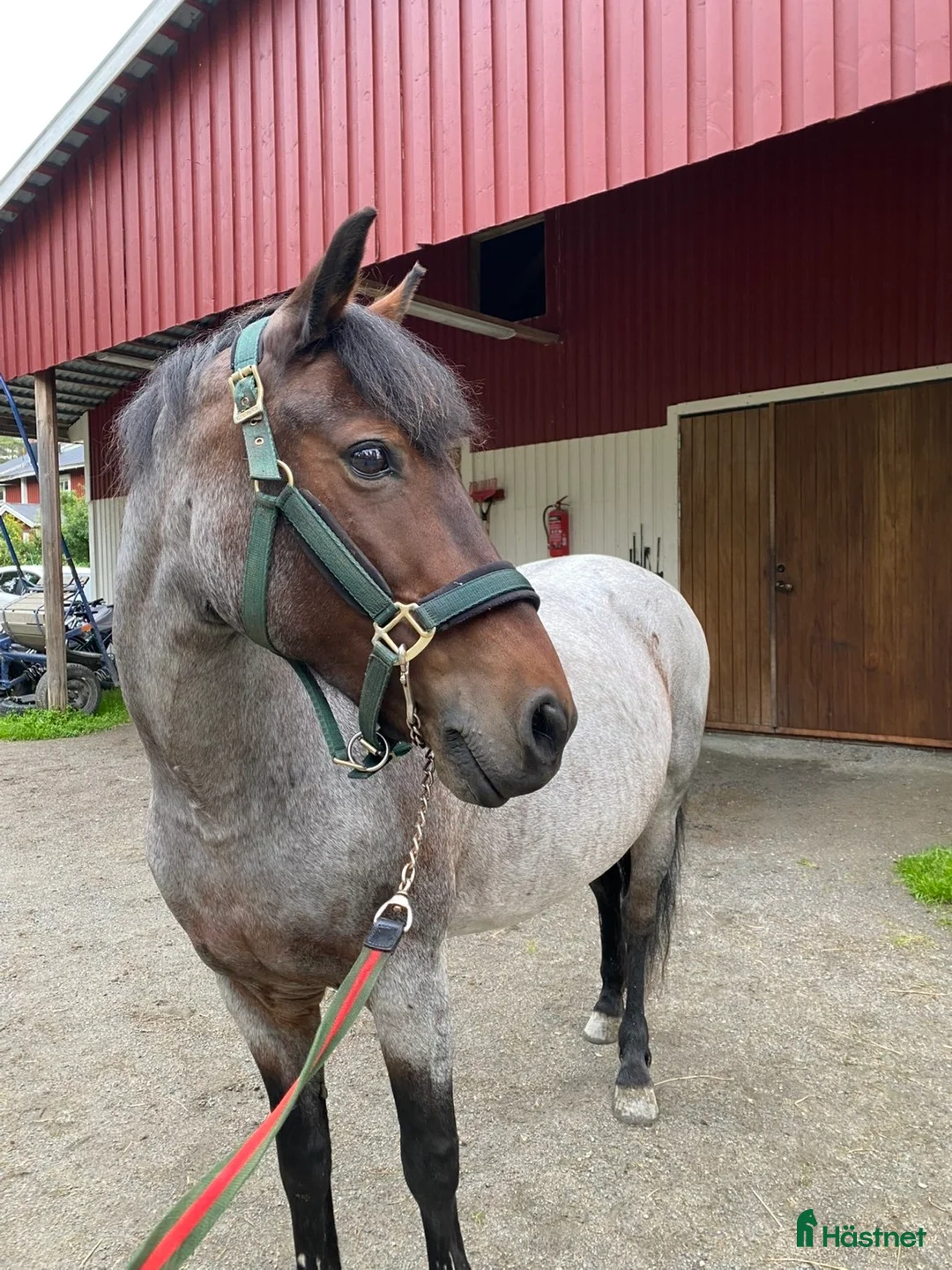 Allround hästar till salu: 🌟Trevlig läromästare🌟 i Skellefteå - Annons 2