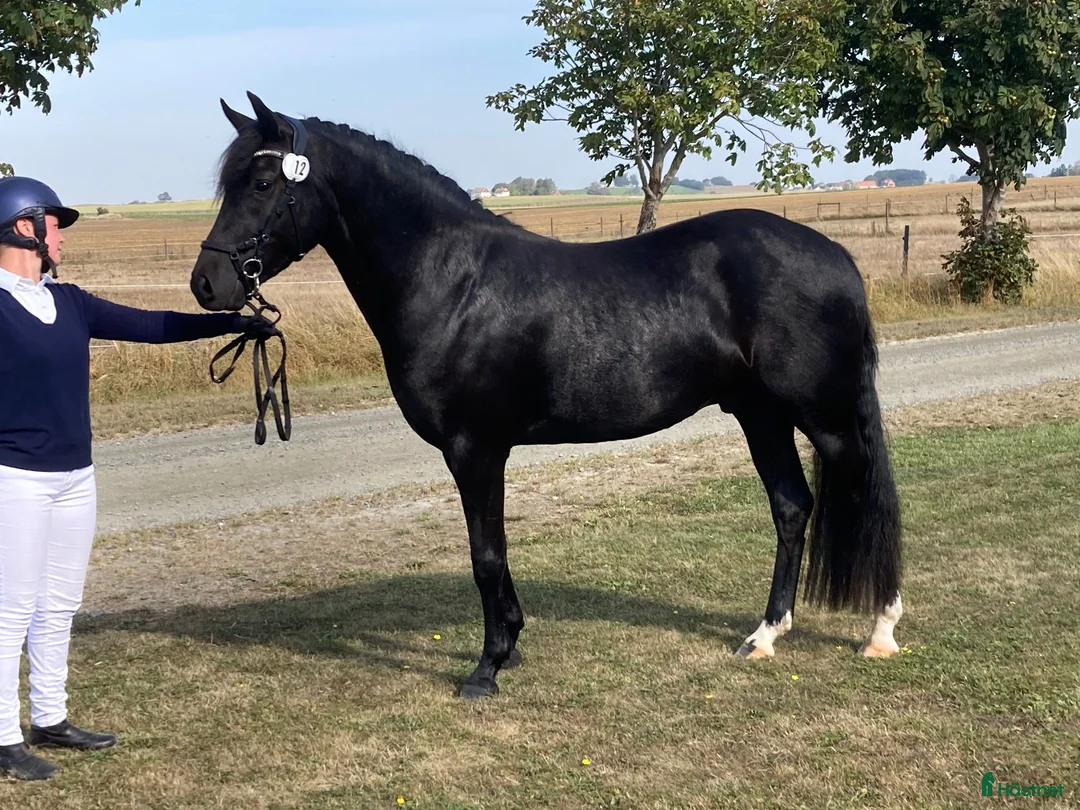 Allround hästar till salu: Charmig New Forest valack - Annons 1