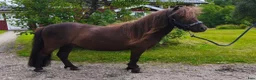Allround hästar till salu: Mini-shettisvalacker Bosse & Buster (halvbröder) - Annons 3