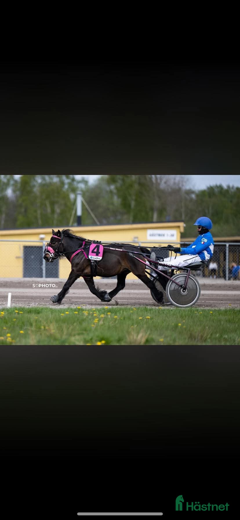  hästar 2st kanonfina och snabba/snälla ponnys - Annons 1