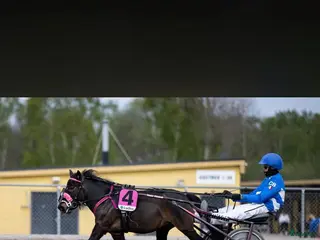 hästar 2st kanonfina och snabba/snälla ponnys - Annons 2
