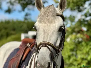 hästar HÄFTIG PONNY 🩷 - Annons 17