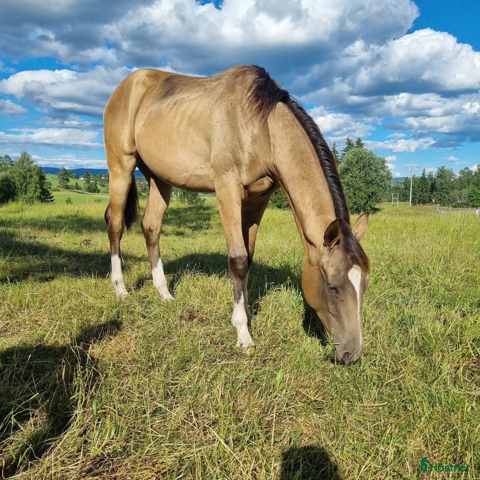  hästar Akhal-Teke Yearling Colt For Sale - Annons 1