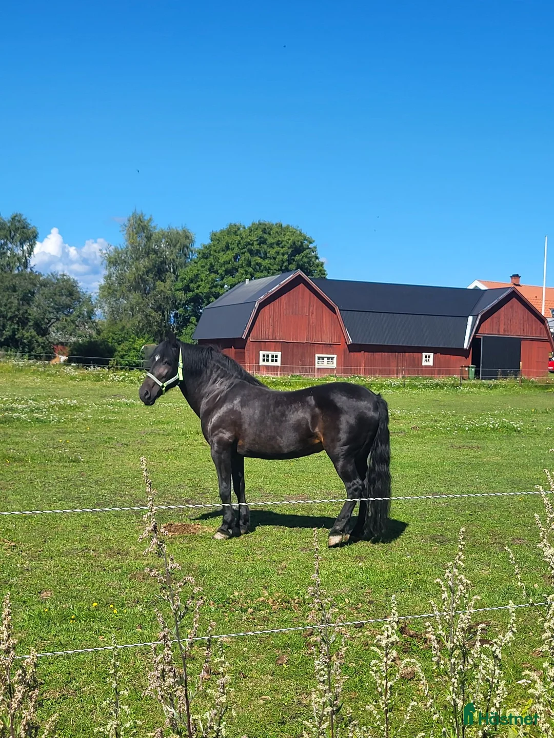 Sällskap hästar till salu: Sällskapshäst säljes. - Annons 3