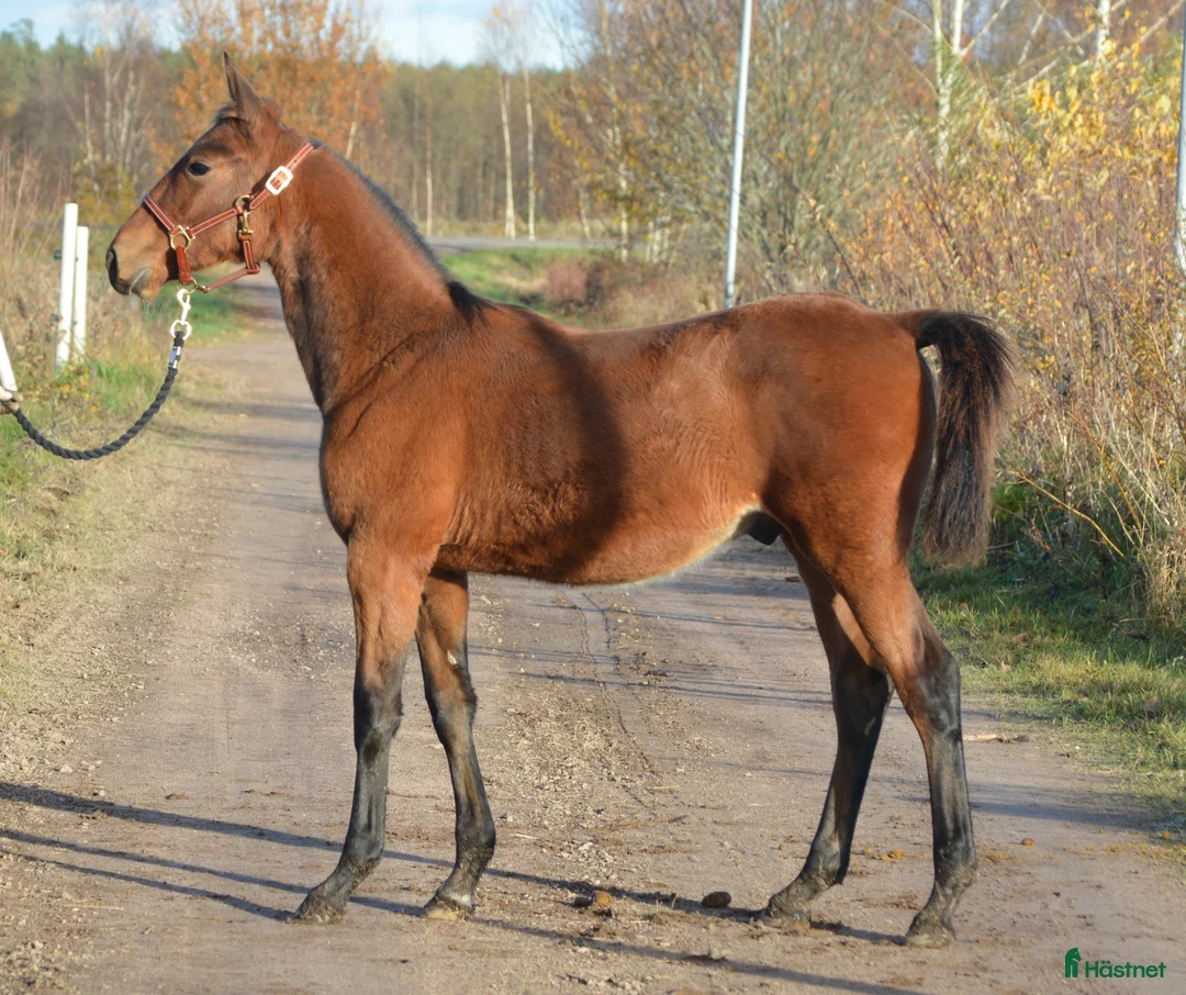 Trav hästar till salu: TOPP STAMMAD READLY EXPRESS PÅ CANTAB HALL SÄLJES - Annons 5