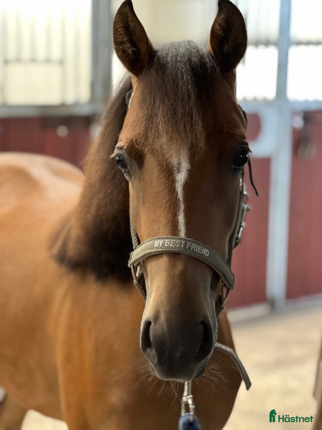 Allround hästar till salu: 2,5årigt sto för framtida ungponnychampionat i Södertälje - Annons 1