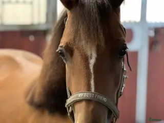 Allround hästar till salu: 3årigt sto för framtida ungponnychampionat - Annons 3