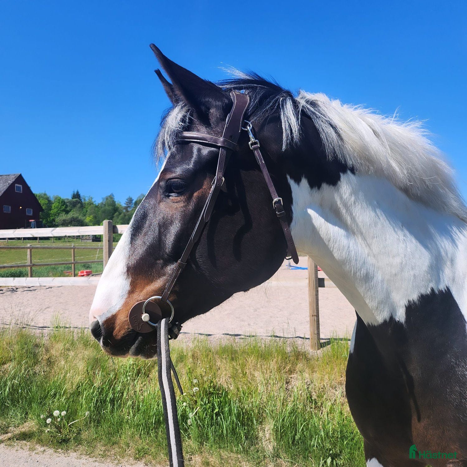  hästar Fin 6 åring grön för sin ålder - Annons 13