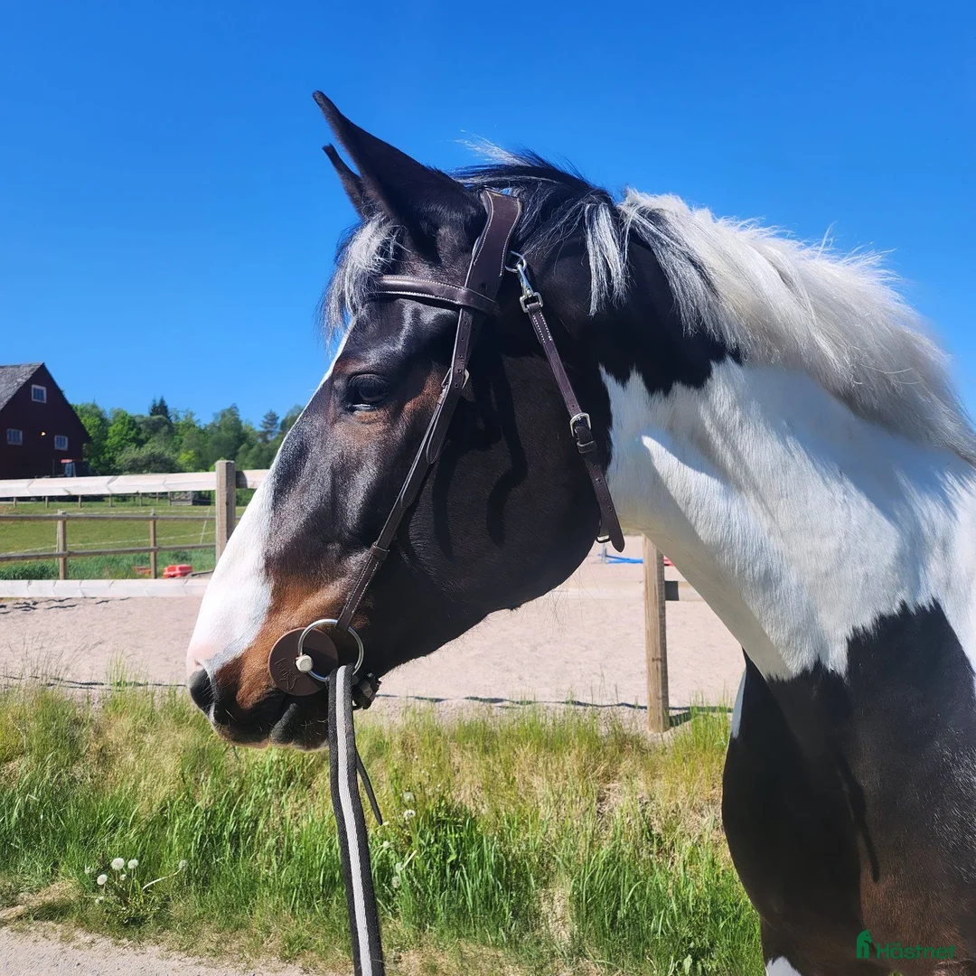 Allround hästar till salu: Fin 6 åring grön för sin ålder - Annons 1