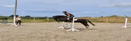 Allround hästar till salu: Fin maxad B-ponny - Annons 1
