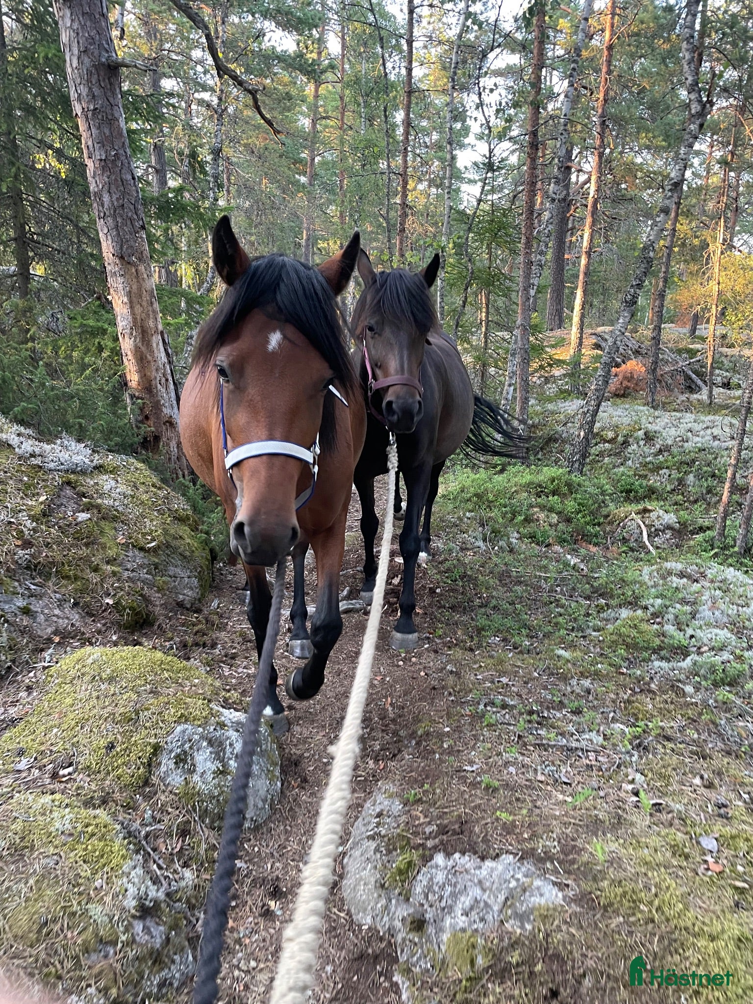  hästar Trevlig o trygg 3-åring - Annons 16
