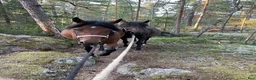Allround hästar till salu: Trevlig o trygg 3-åring - Annons 1