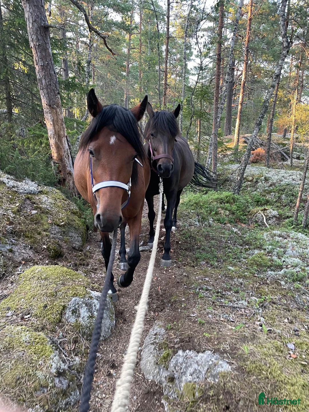 Allround hästar till salu: Trevlig o trygg 3-åring - Annons 1