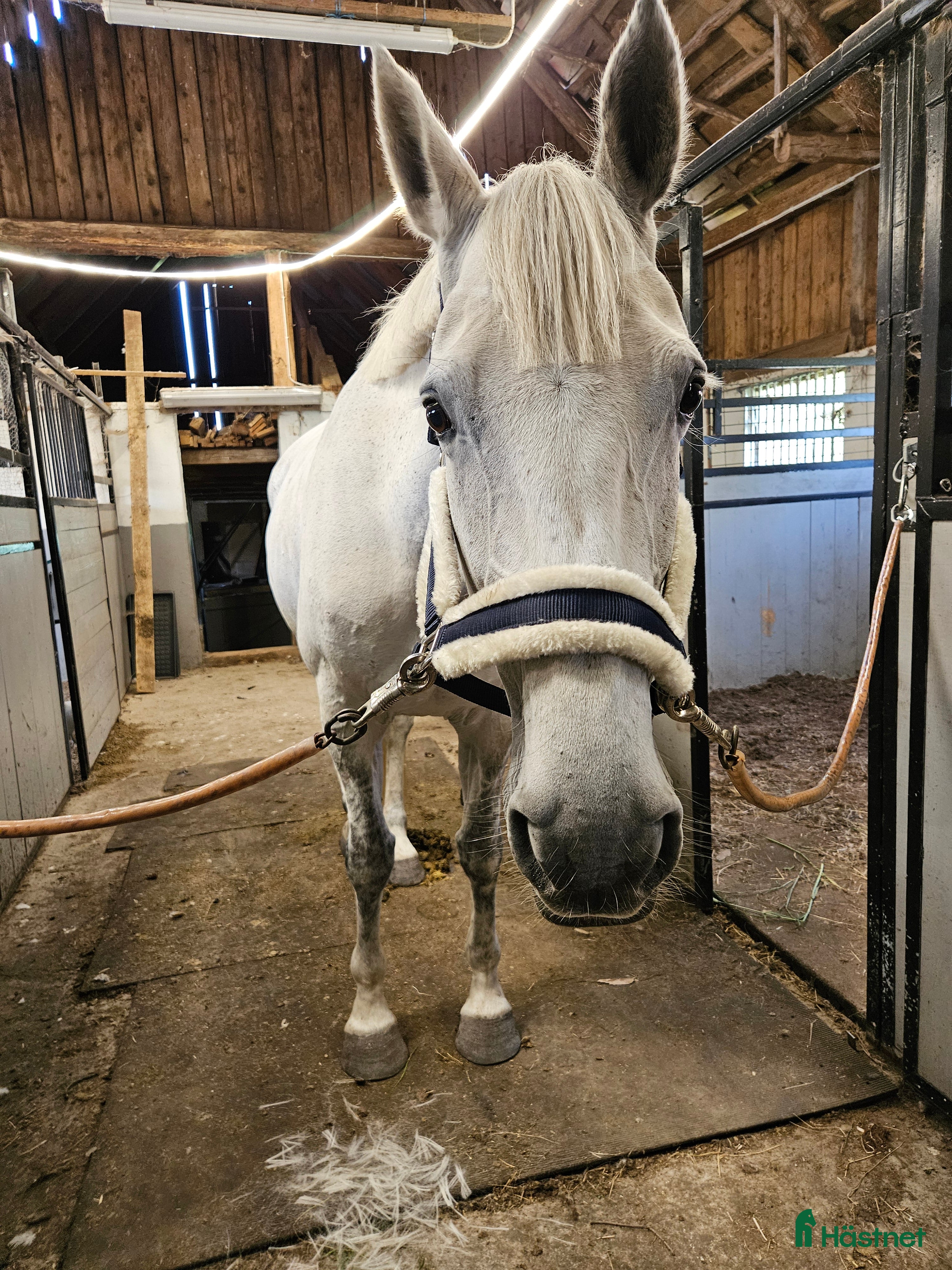  hästar Dräktigt hoppsto med kapacitet i Bergkvara - Annons 2