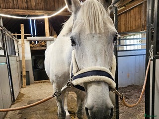 hästar Dräktigt hoppsto med kapacitet i Bergkvara - Annons 18