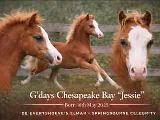 hästar Supersöt Welsh welsh mountain kille - Annons 4