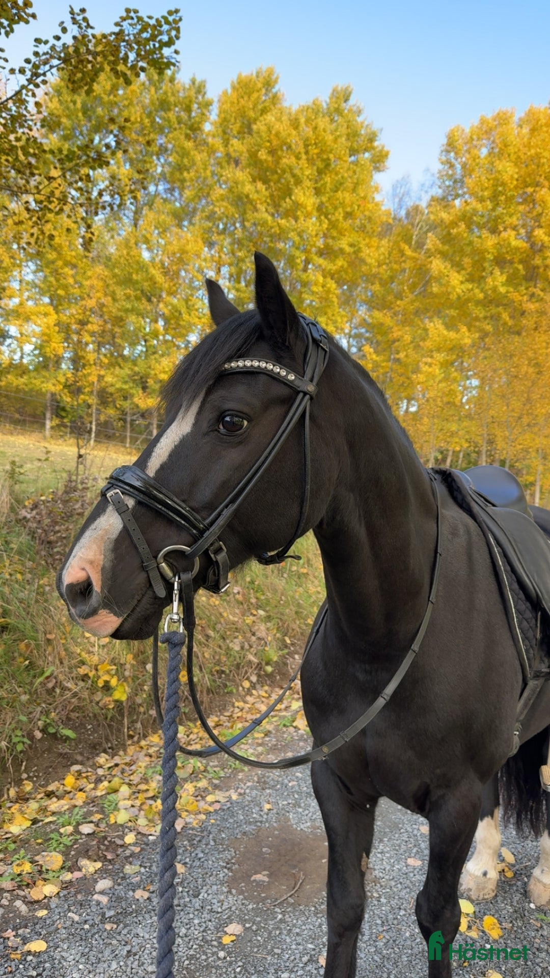 Dressyr hästar till salu: Drömponny med stor framtid i Rimbo - Annons 2