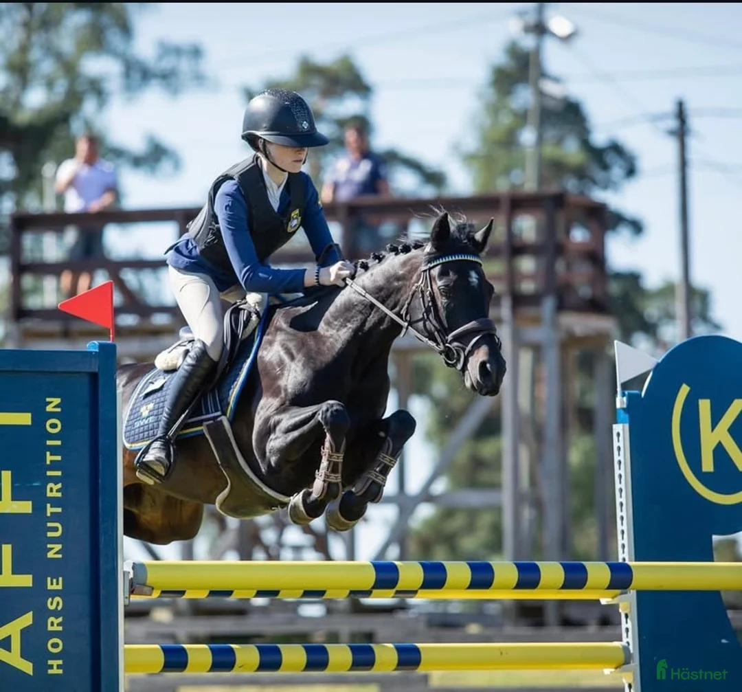 Allround hästar till salu: En känslig och vacker c-ponny med mkt kapacitet i Sköllersta - Annons 2