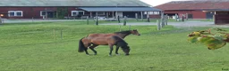  stallplats finnes: Lediga stallplatser i Trosa/Vagnhärad i Vagnhärad - Annons 1