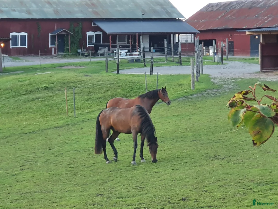  stallplats finnes: Lediga stallplatser i Trosa/Vagnhärad i Vagnhärad - Annons 1