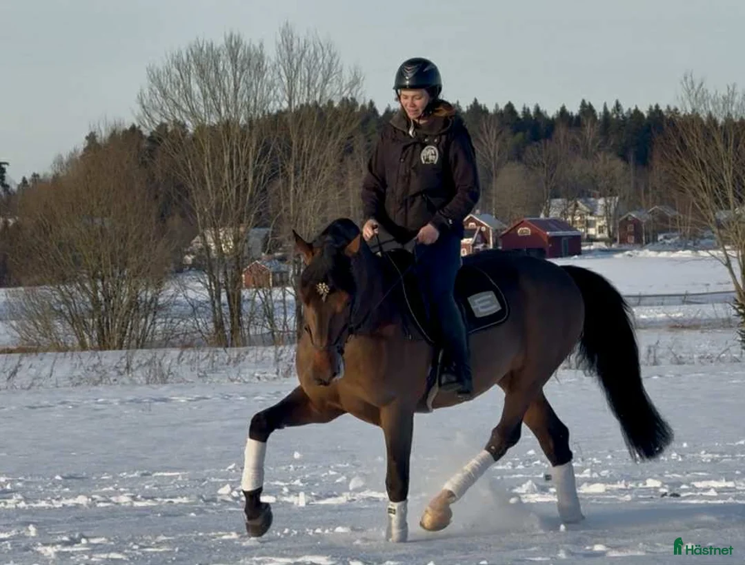 Allround hästar till salu: Trygg och okomplicerad valack i Sala - Annons 4