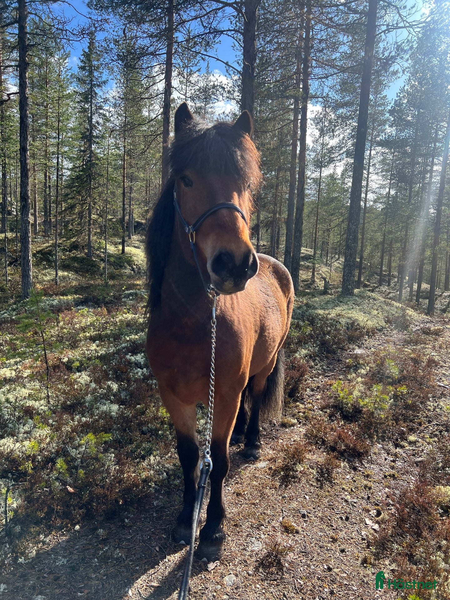  hästar Häst/D-ponny köpes  - Annons 14