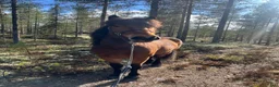 Allround hästar sökes: Häst/D-ponny köpes  i Idre - Annons 1