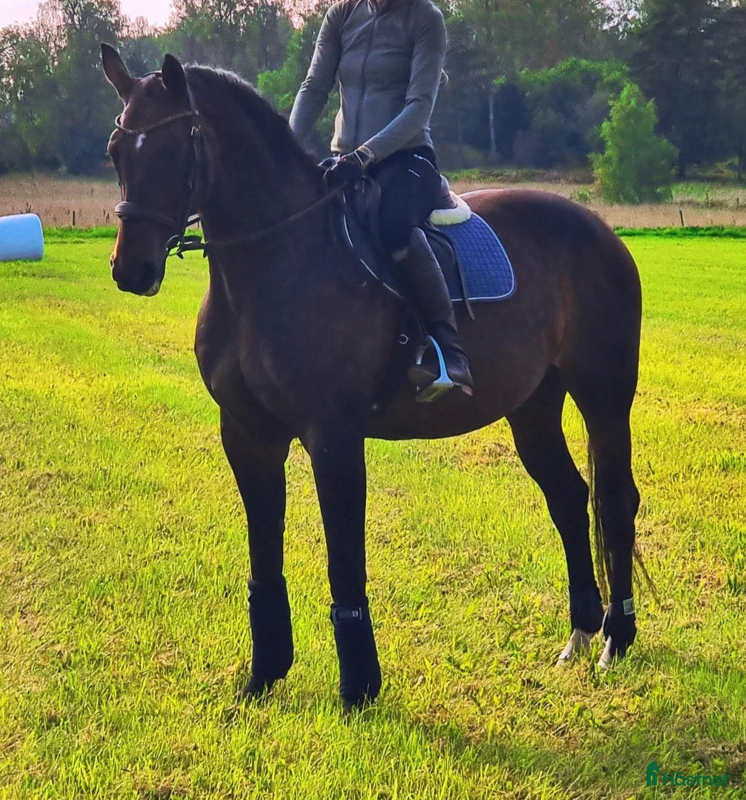 Allround hästar till salu: Vackert sto för Hobby/avel i Knivsta - Annons 1