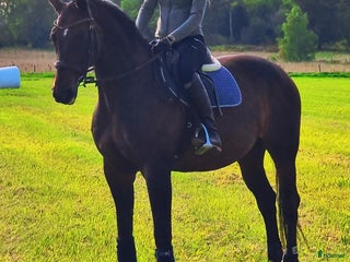 hästar Vackert sto för Hobby/avel i Knivsta - Annons 6