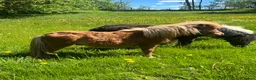 Övrigt hästar till salu: Minishetland hingst  - Annons 2