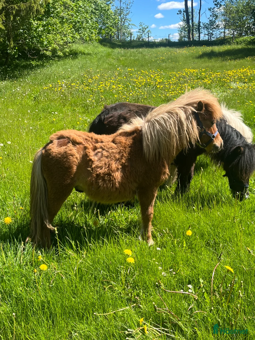 Övrigt hästar till salu: Minishetland hingst  - Annons 2
