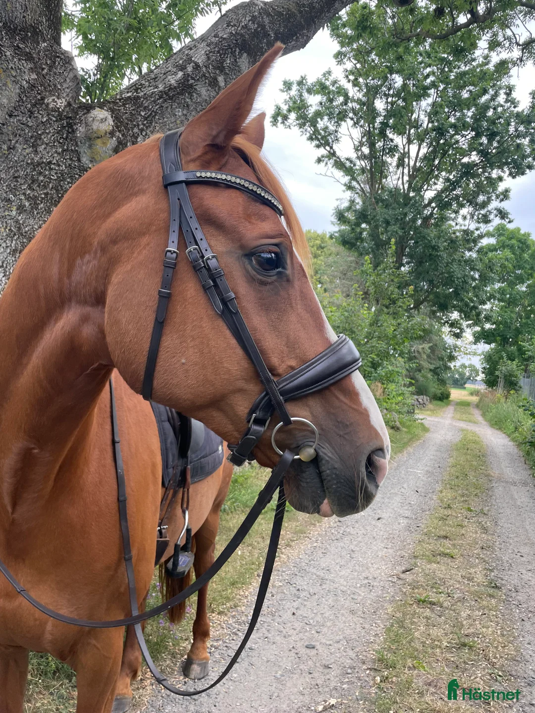 Träns hästutrustning till salu: Dressyrträns JH Collection i Kristianstad - Annons 1