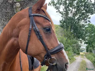 Träns hästutrustning Dressyrträns JH Collection i Kristianstad - Annons 14