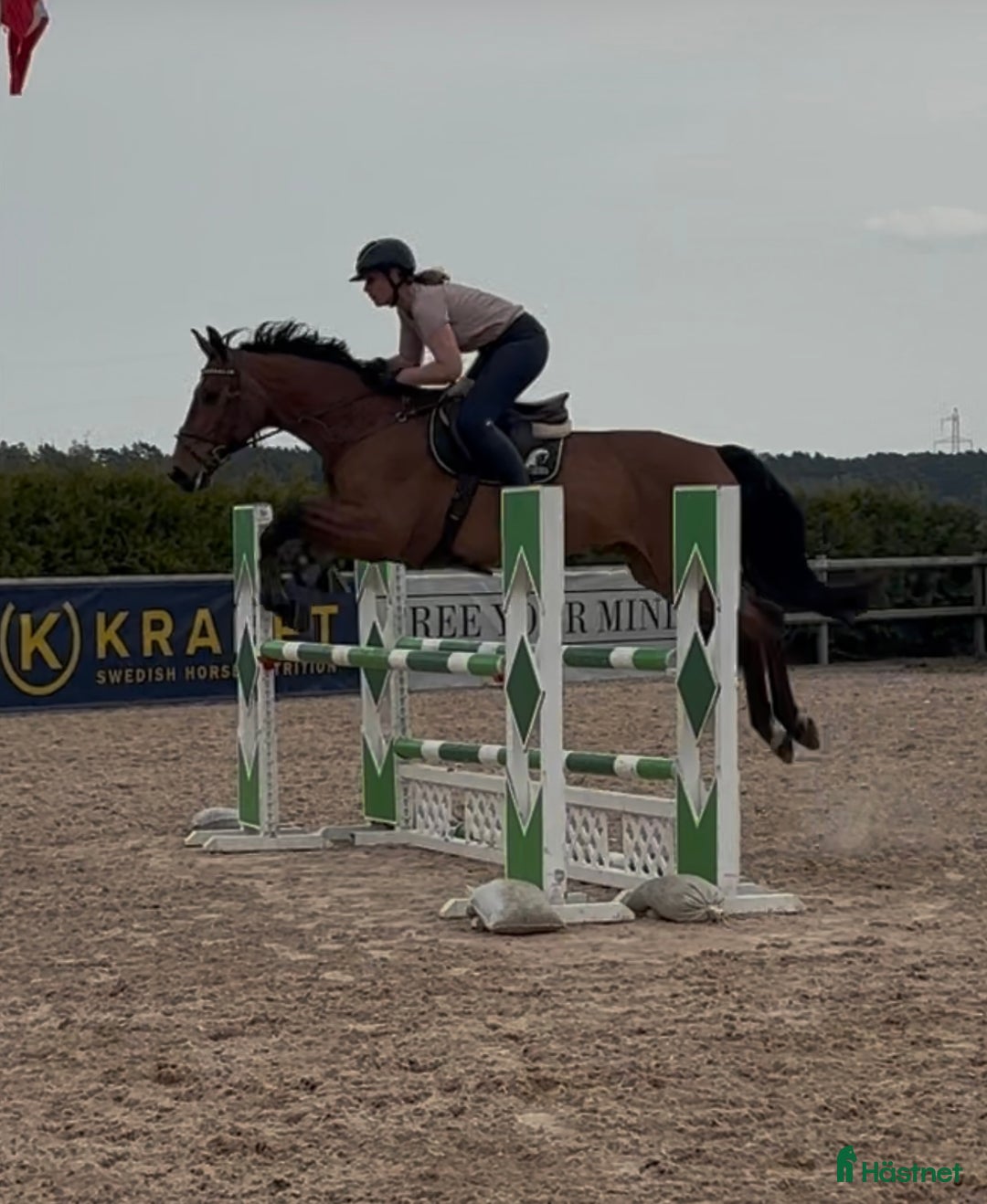 Hoppning hästar till salu: Perfekt läromästare i Tomelilla - Annons 1