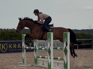 hästar Perfekt läromästare i Tomelilla - Annons 5