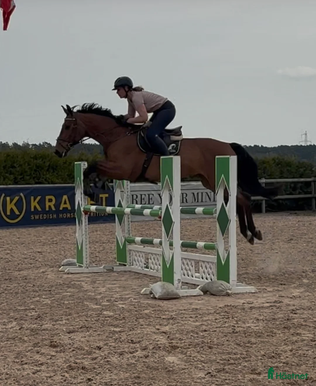 Hoppning hästar till salu: Perfekt läromästare i Tomelilla - Annons 1