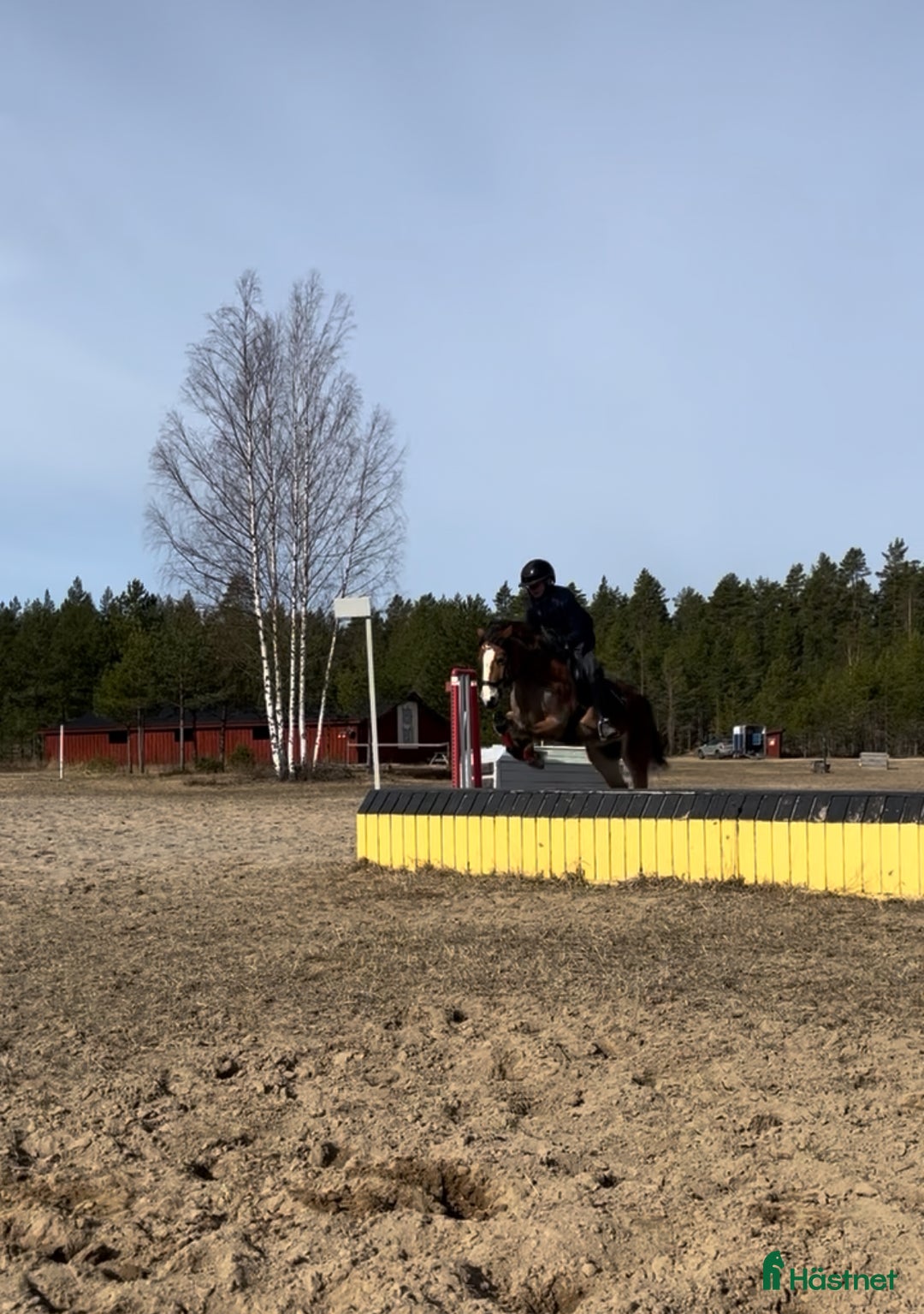 Allround hästar till salu: Trevlig b-ponny för allround i Heby - Annons 2