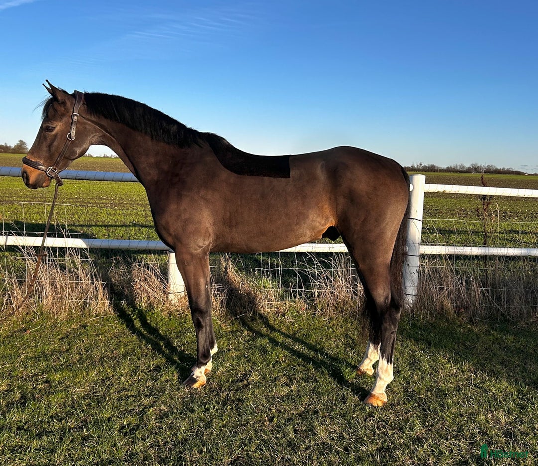 Hoppning hästar till salu: Maxad C-ponny, 8 år  Tävlat 1.10 m i Höllviken - Annons 3