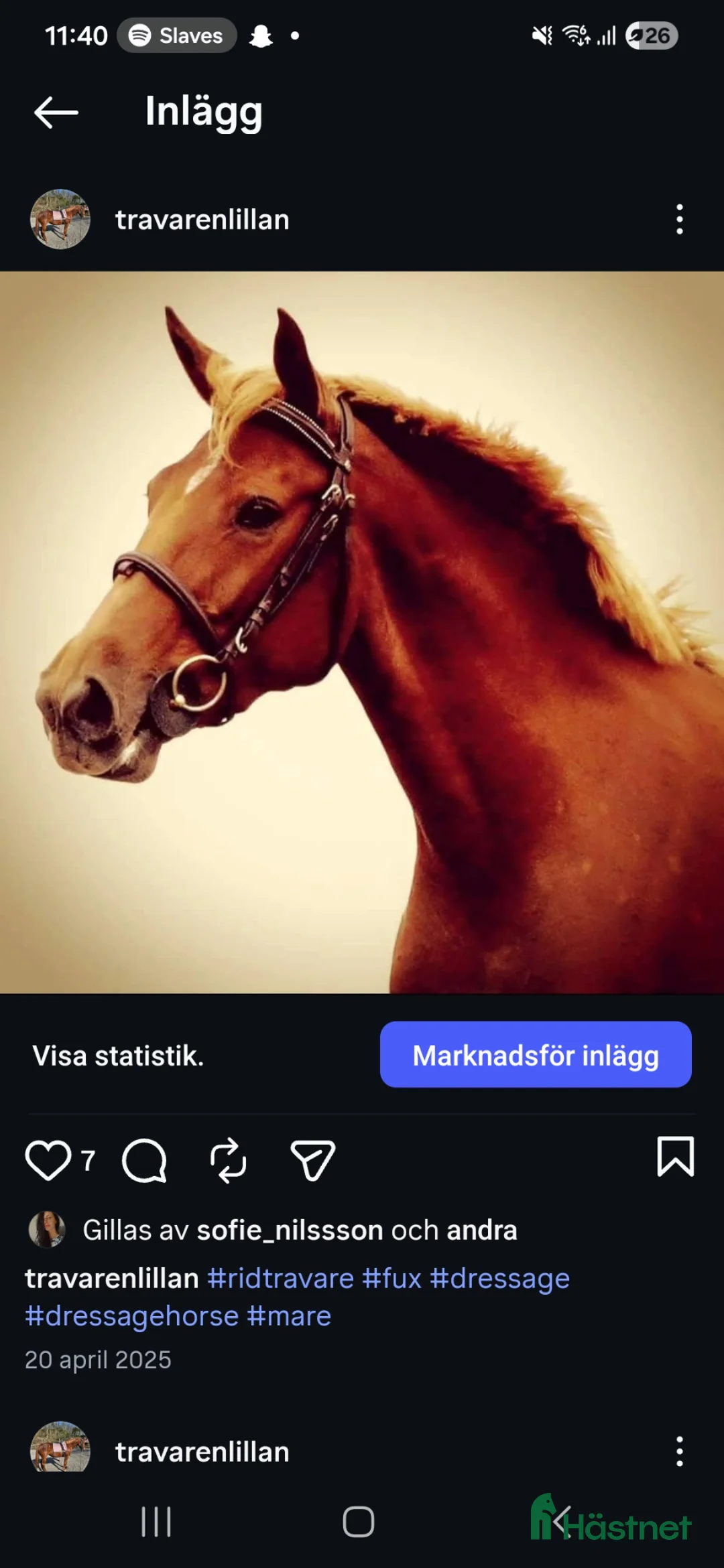 Allround hästar till salu: Lyxig ridtravare - Annons 2