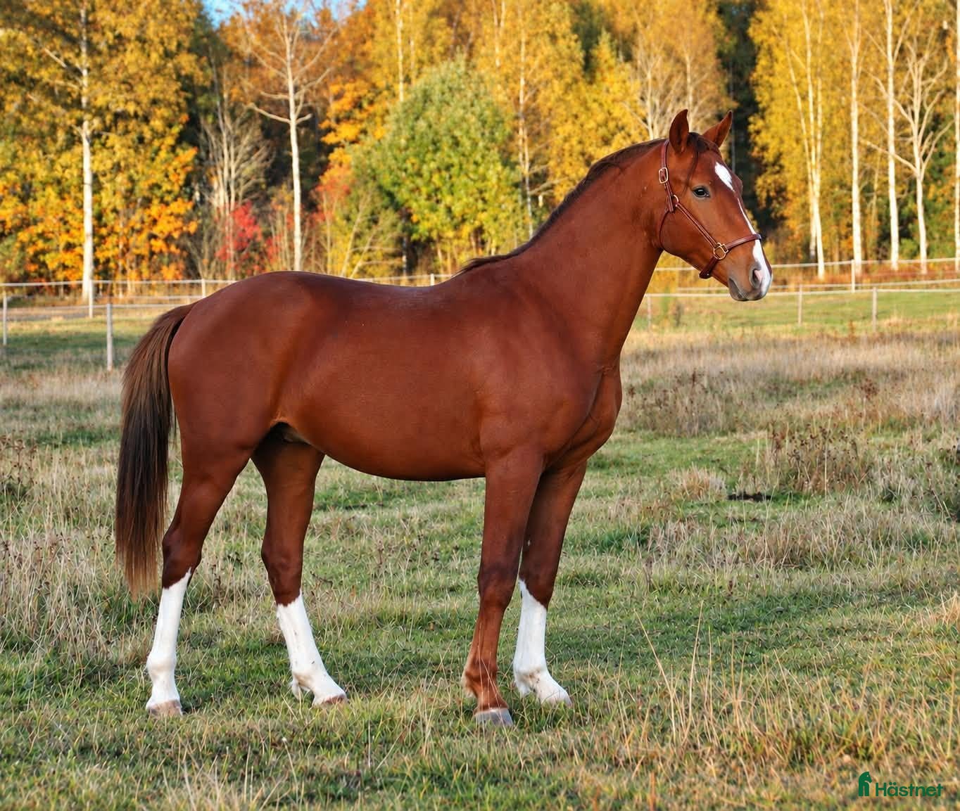  hästar Hingst med det lilla extra - Annons 17