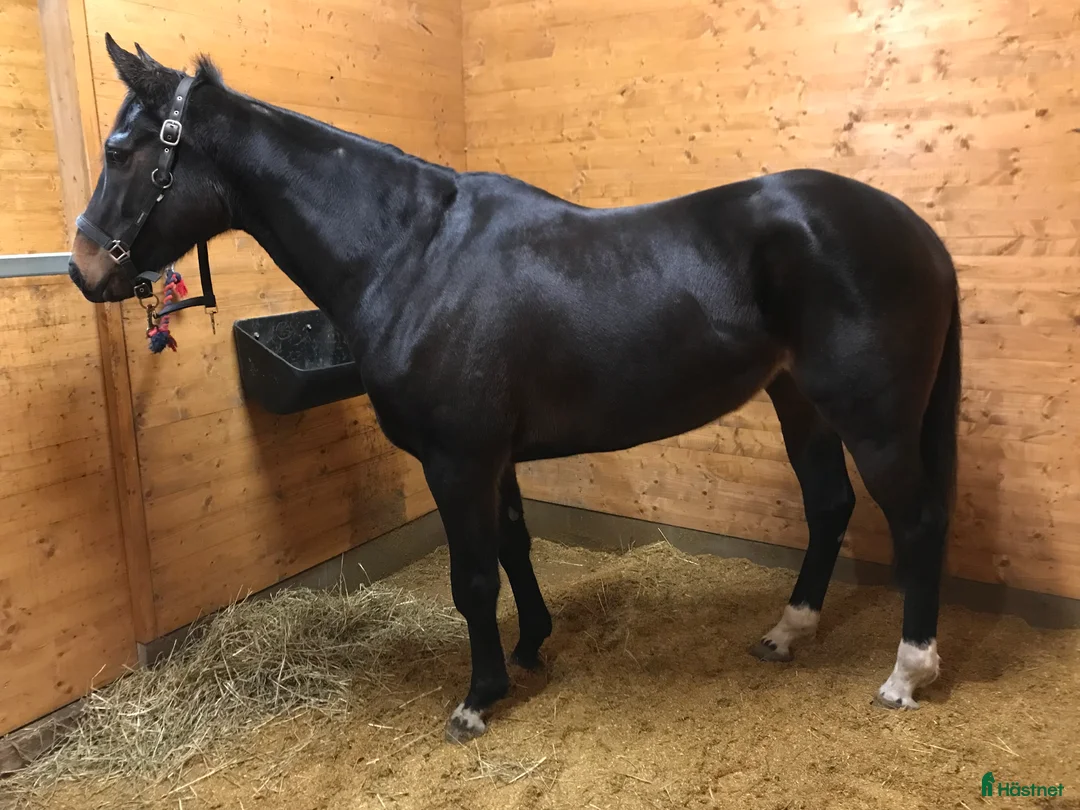 Allround hästar till salu: 9-årigt fullblodssto  i Killeberg - Annons 2