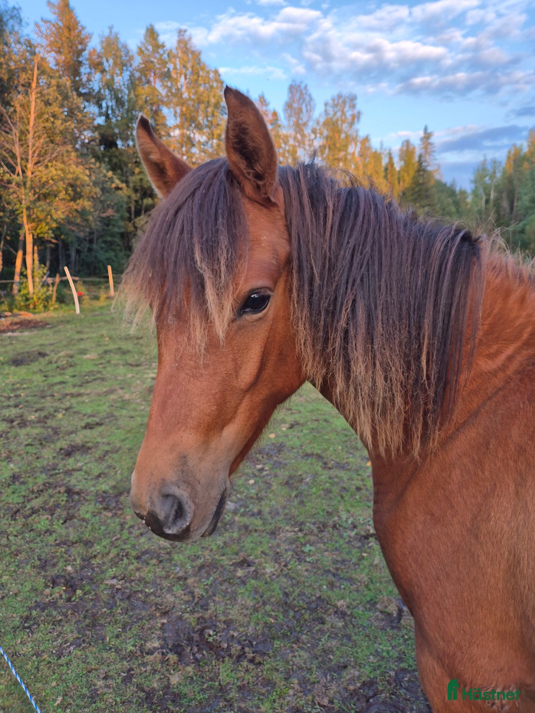 Övrigt hästar till salu: Trevligt ungponnysto snart 2 år i Nälden - Annons 1