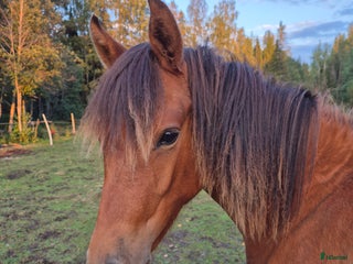 hästar Trevligt ungponnysto snart 2 år i Nälden - Annons 19