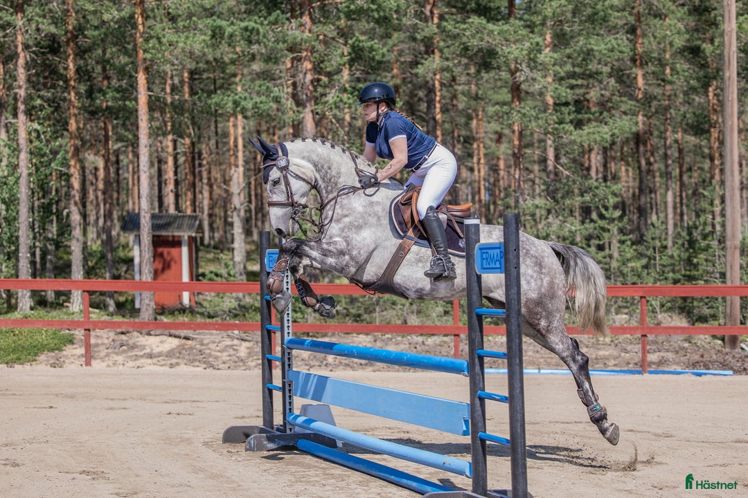Hoppning hästar till salu: Sto -18 e. Kannatol inkörd multitalang  i Skärplinge - Annons 2